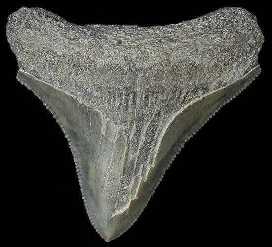 Serrated, Juvenile Megalodon Tooth #69336